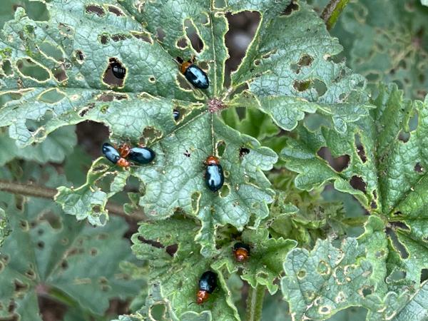 <h3><a href="/trips/ebro/biota/animalia/arthropoda/insecta/coleoptera/chrysomelidae/podagrica fuscicornis/podagrica fuscicornis-nl.html">Podagrica&nbsp;fuscicornis</a> /  / Stokroosaardvlo</h3>Apple met iPhone 12 Pro back triple camera 4.2mm f/1.6, 1/238 sec  bij F1.6, ISO 32